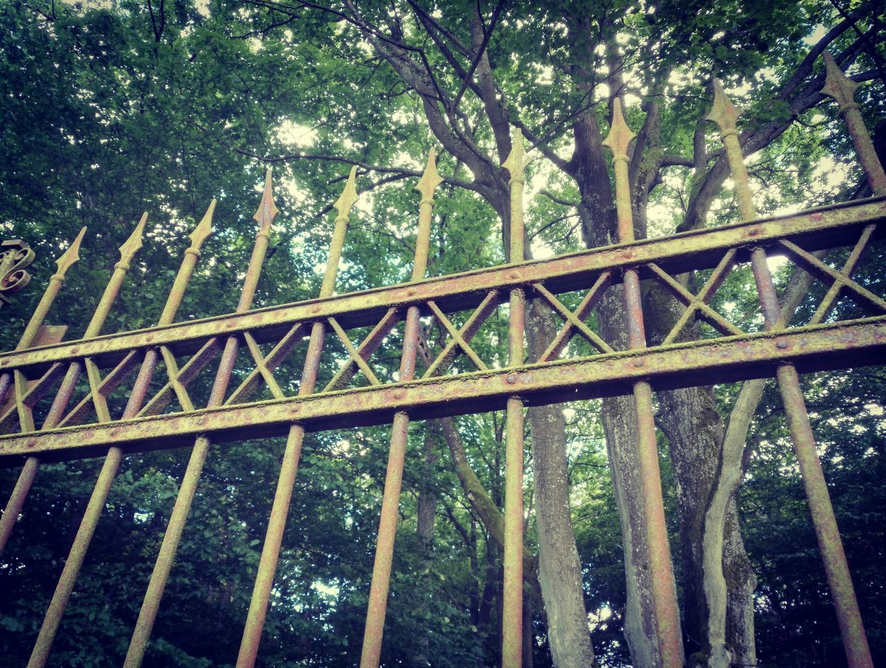 LOW ANGLE VIEW OF BRIDGE IN FOREST
