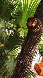 Close-up of palm tree leaves