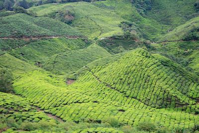 Scenic view of tea plantation 