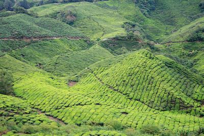 Scenic view of agricultural field