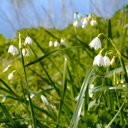 Close-up of white flowering plant in field