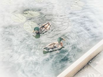 High angle view of people swimming in sea