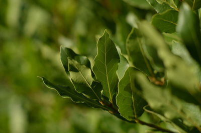 Close-up of fresh green plant