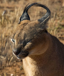 Close-up of a cat looking away