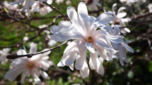 Close-up of white flowers