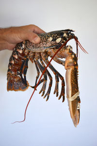 Close-up of a hand holding crab over white background