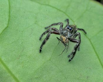 Close-up of spider