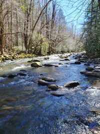 Surface level of stream flowing in forest