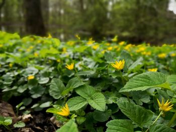 Close-up of yellow flowering plant on field