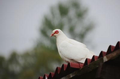 Low angle view of bird perching on red against sky