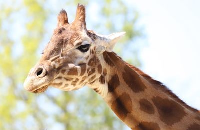 Close-up of giraffe against sky