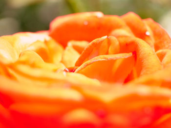 Close-up of orange rose