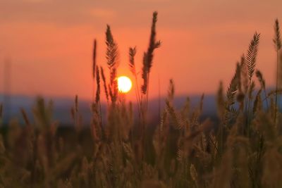 Close-up of stalks in field against orange sky