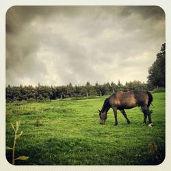 Cows grazing on grassy field against cloudy sky