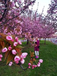 Pink cherry blossoms in park