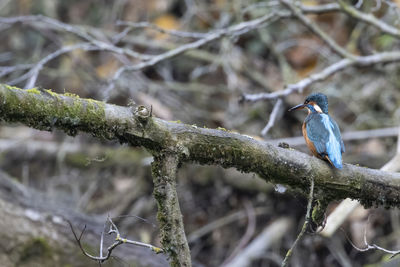 Close-up of bird perching on branch