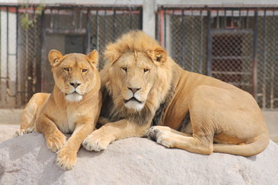 Portrait of lion family relaxing on rock