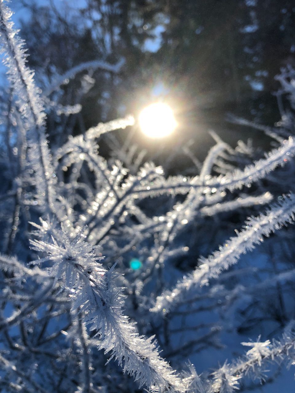 SUN SHINING OVER FROZEN TREE