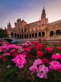 View of pink flowering plants in front of building