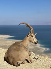 Deer on beach