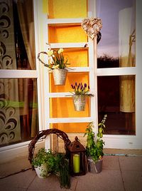 Potted plants in house