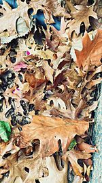 Full frame shot of leaves