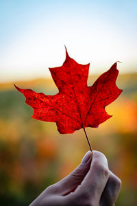 Cropped hand holding autumn leaf against clear sky