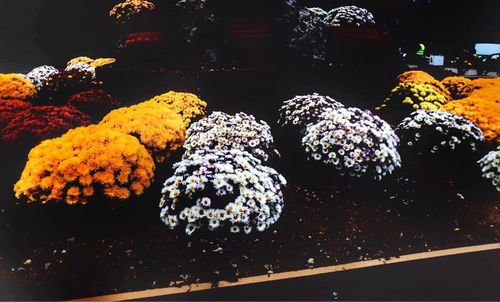 Close-up of multi colored flowers for sale