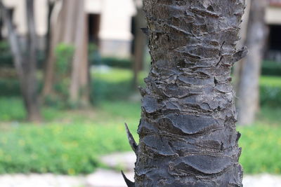 Close-up of tree trunk on field