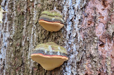 Close-up of tree trunk