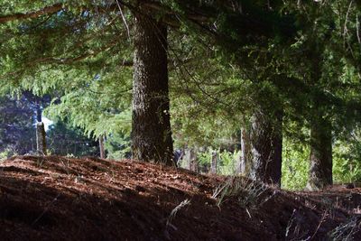 Trees in forest