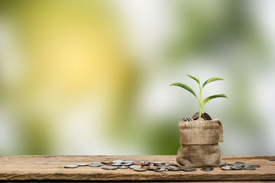 Close-up of plant on table