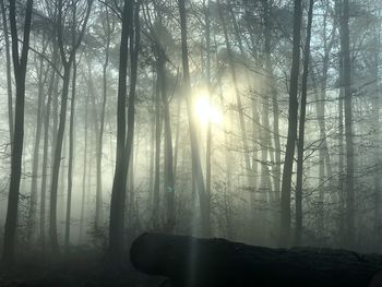 Sunlight streaming through trees in forest