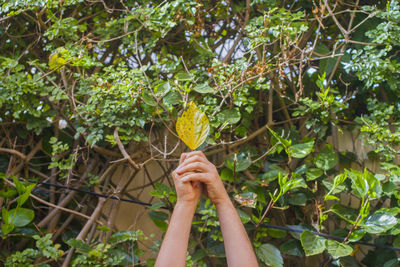 Close-up of hand holding leaf