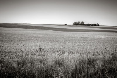 Scenic view of agricultural field against clear sky