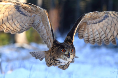 Close-up of bird