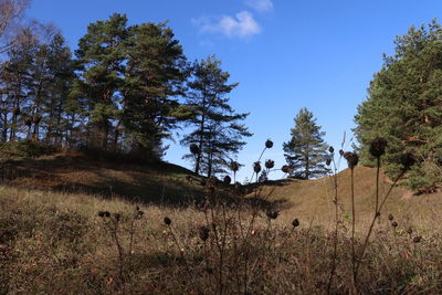 Trees on field against sky