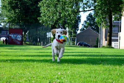 Dog in a field