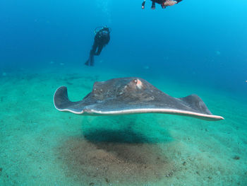 Man swimming in sea