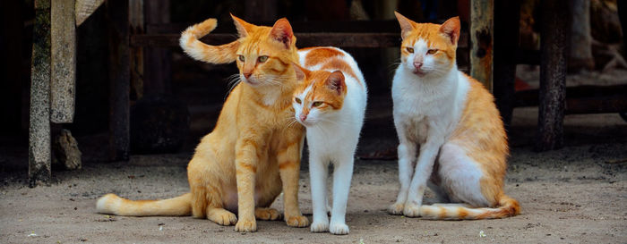 Cats looking away on footpath