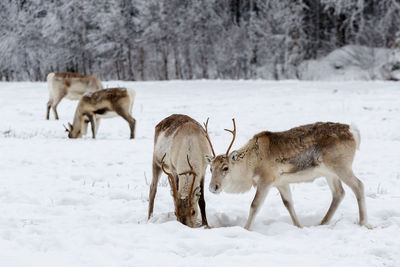 Animals on snow