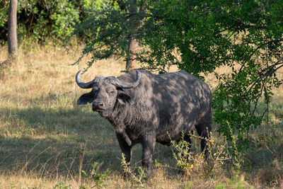 African buffalo, syncerus caffer, murchison falls national park, uganda