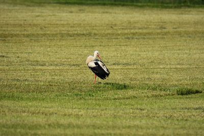 Side view of stork on land