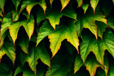 Full frame shot of leaves