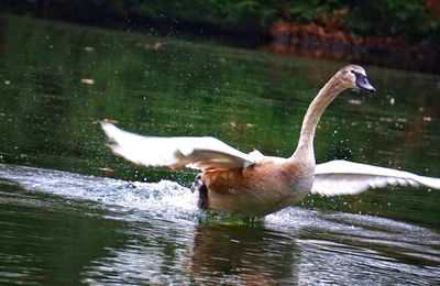 Close-up of swan swimming on lake