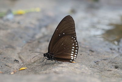 Close-up of butterfly on a land