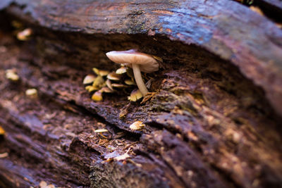 Close-up of mushroom on tree trunk