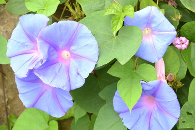 Close-up of flowers blooming outdoors