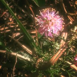 Close-up of pink flowers