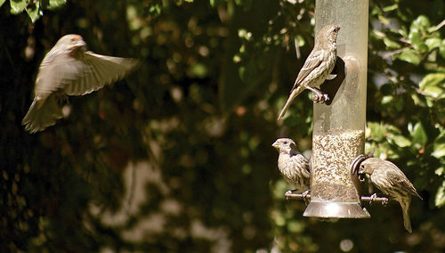 House finches on birdfeeder